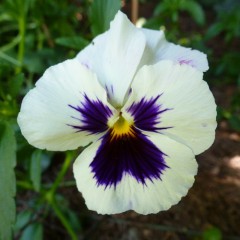Bratek szwajcarski biały-Viola wittrockiana
