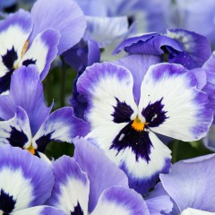 Bratek szwajcarski jasnoniebieski-Viola wittrockiana