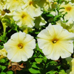 Petunia ogrodowa wielkokwiatowa żółta