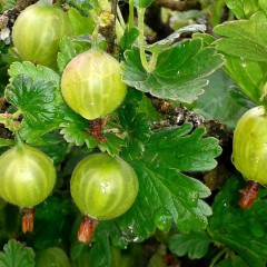 Agrest Invicta-Ribes uva-crispa Invicta’
