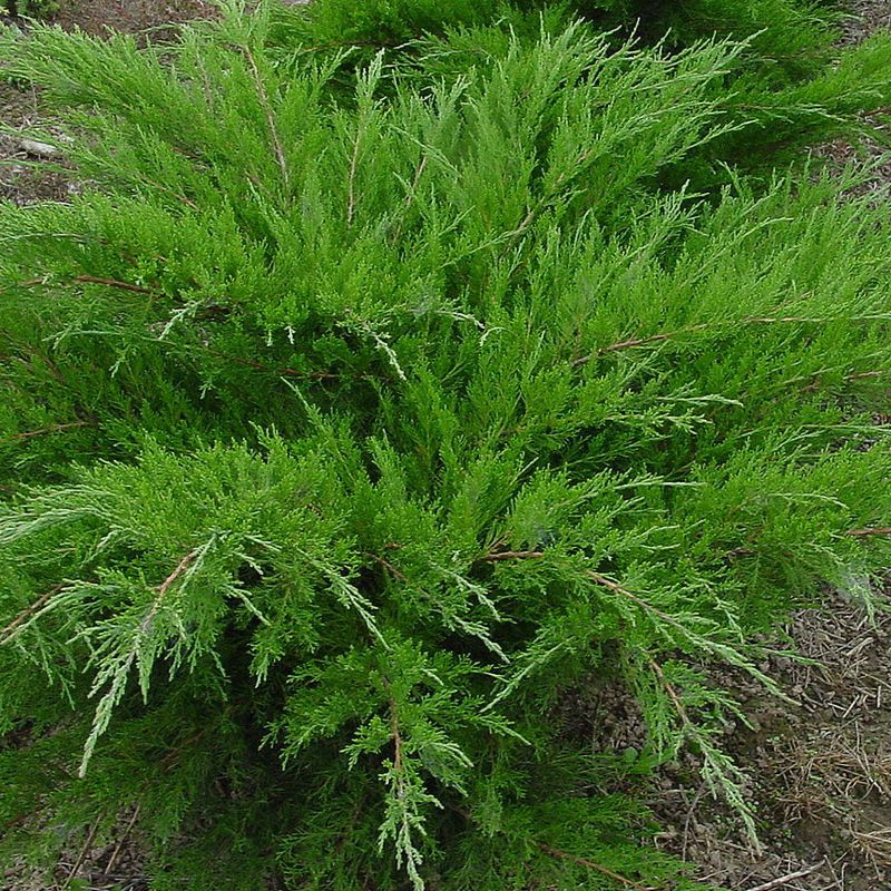 Jałowiec Pfitzera Mint Julep - Juniperus x pfitzeriana Mint Julep | Sklep Floramis.pl