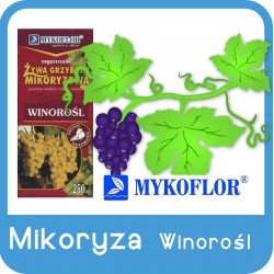 Mikoryza Winorośl