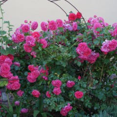 Róża wielkokwiatowa Dream Princess-Rosa Dream Princess