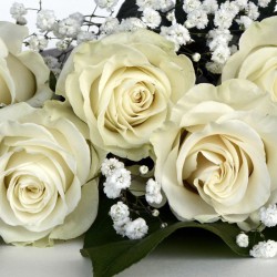 Róża wielkokwiatowa Chopin